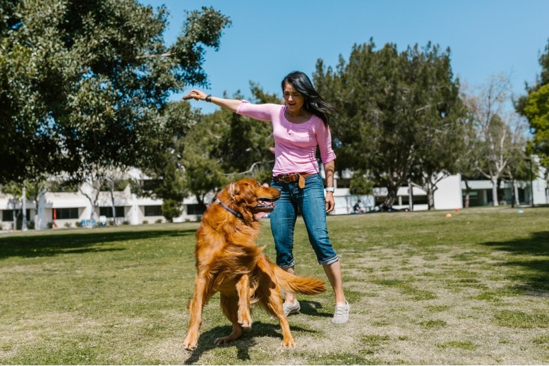 How to Calm a Hyper Dog: 10 Proven Tips & Tricks