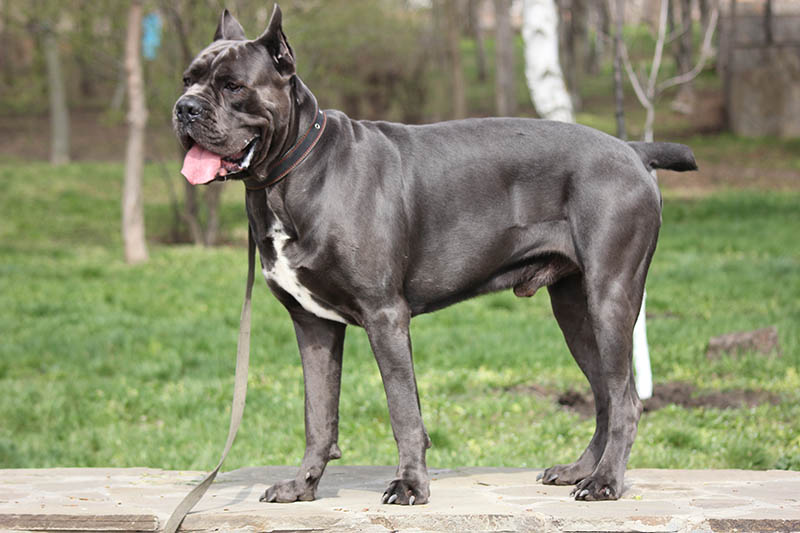 dog cane Corso walking