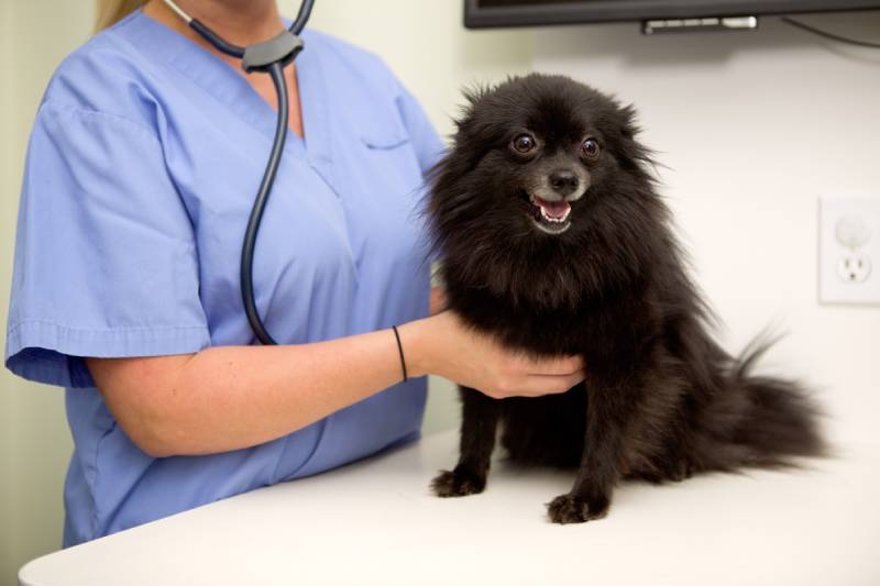 When Is Dog Diarrhea an Emergency? Our Vet Explains