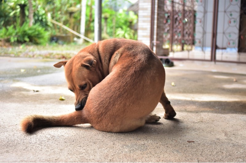 My Dog Is Licking Their Butt a Lot – Should I Be Worried?