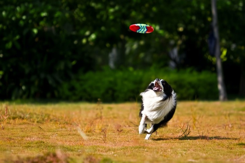 12 Fun Games to Play With Dogs (Indoor & Outdoor)