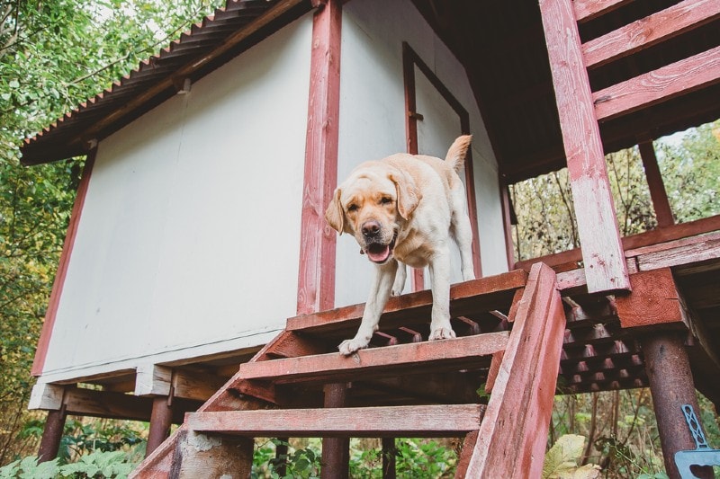 10 DIY Dog Shade Ideas to Keep Them Cool Outside (With Pictures)
