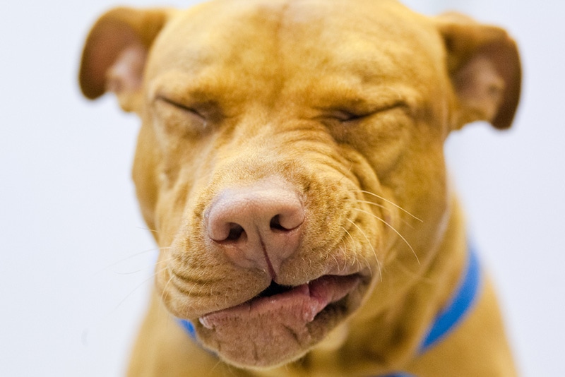 Can Dogs Catch Colds From Cats? Important Facts to Know