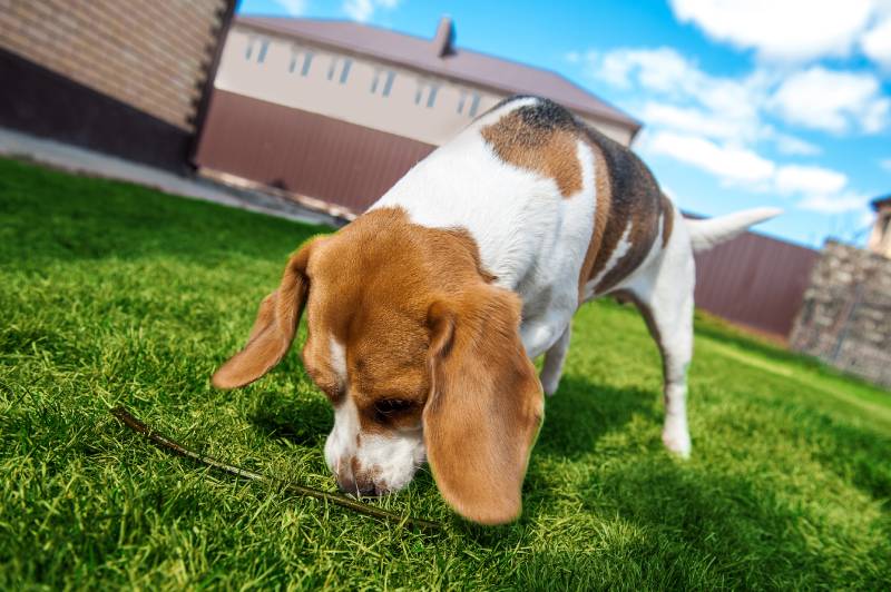 Scent Training for Dogs 101: Vet-Verified Facts & Advice