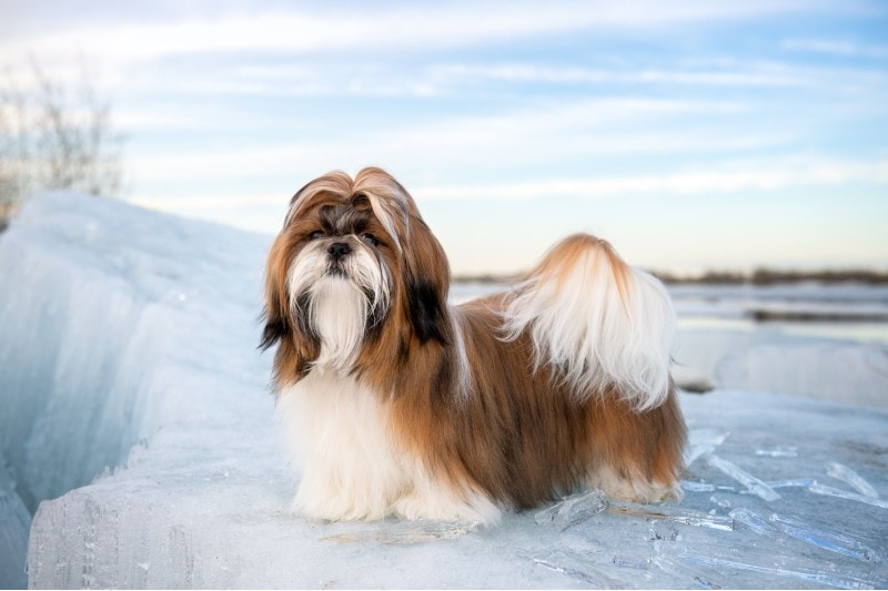 female Shih Tzu standing on an ice