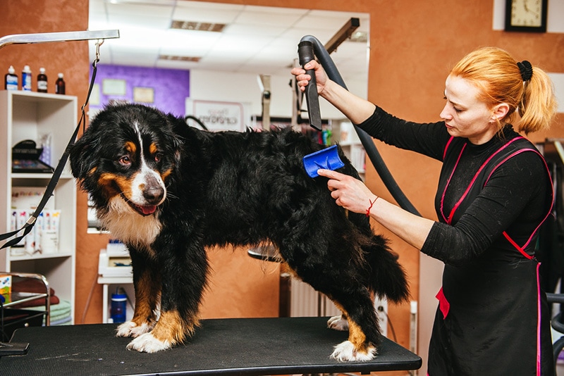 12 Dog Breeds That Shed the Most (With Info & Pictures)