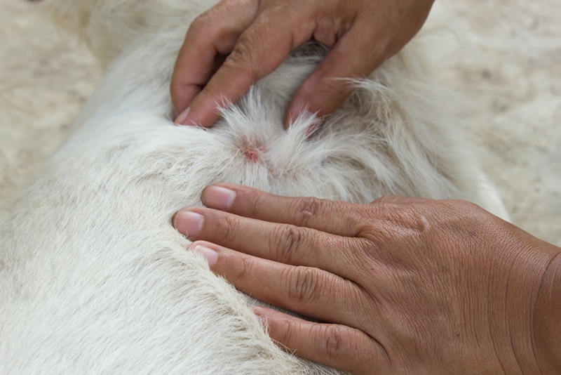Dog Bit by a Tick? Here’s What to Do (Our Vet Answers)