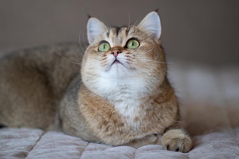 Can Cats See Guardian Angels? Exploring Feline Senses