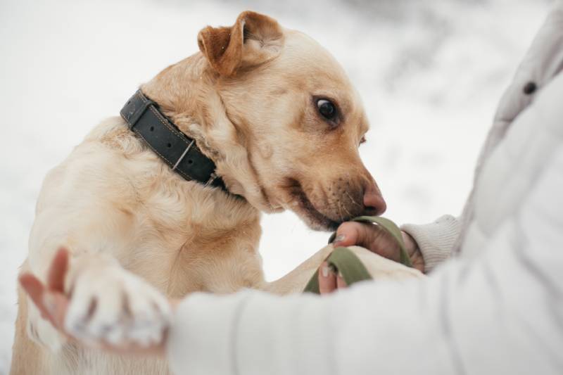 How Far Away Can Dogs Smell Their Owners? What the Science Says