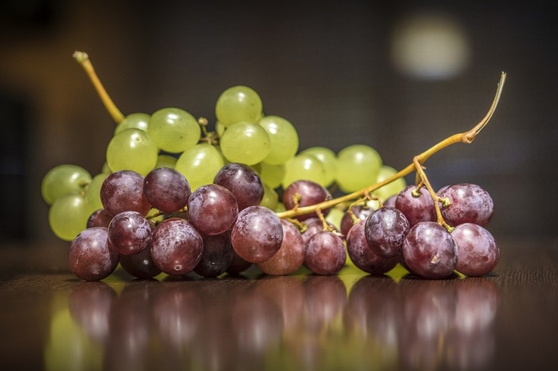 Can Shih Tzus Eat Grapes? Vet-Verified Nutrition Facts