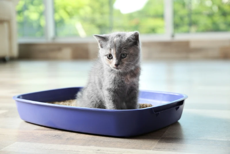 How To Keep a House Clean With Cats:11 Essential Tips
