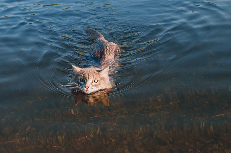 5 Reasons Why Your Cat is So Obsessed with Water (Explained!)