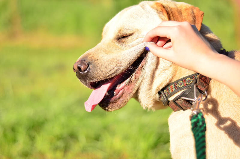 Does My Dog Need Sunlight to Stay Healthy? 4 Vet-Reviewed Benefits