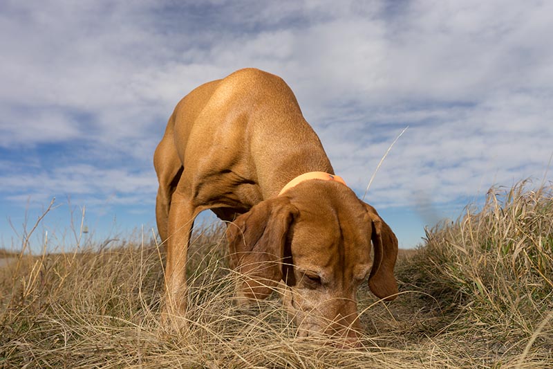 My Dog Killed a Rabbit: 7 Vet-Approved Steps to Take