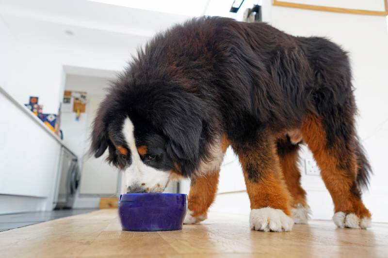 How to Transition Your Dog to a Raw Food Diet: Vet-Approved Tips