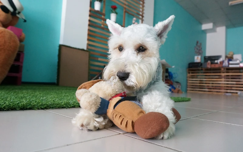 miniature schnauzer with a plush dog toy on the floor