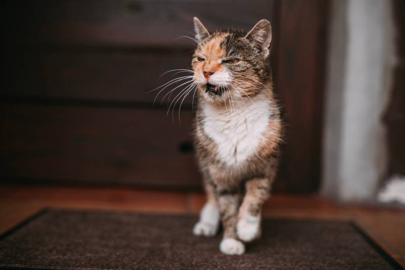 8 Vet-Reviewed Reasons Why Your Old Cat Is Meowing So Much: Feline Behavior Explained