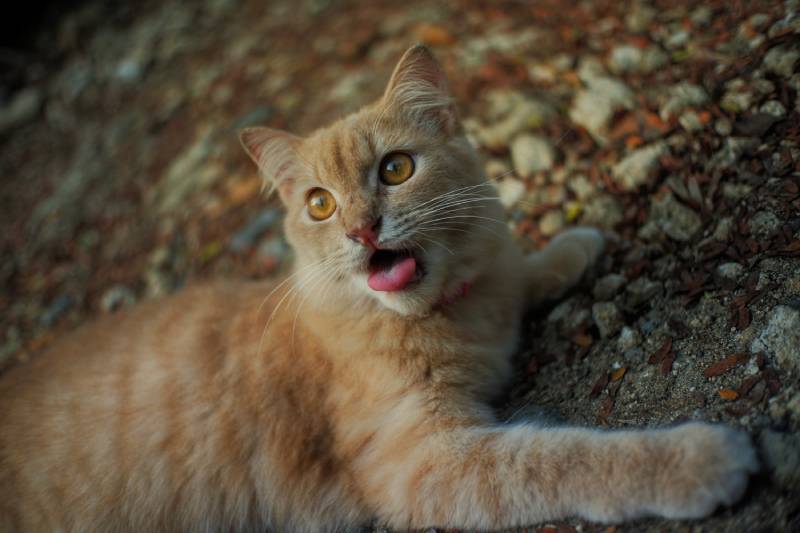 12 Possible Reasons Why Your Cat is Breathing So Hard & Vet Approved Advice