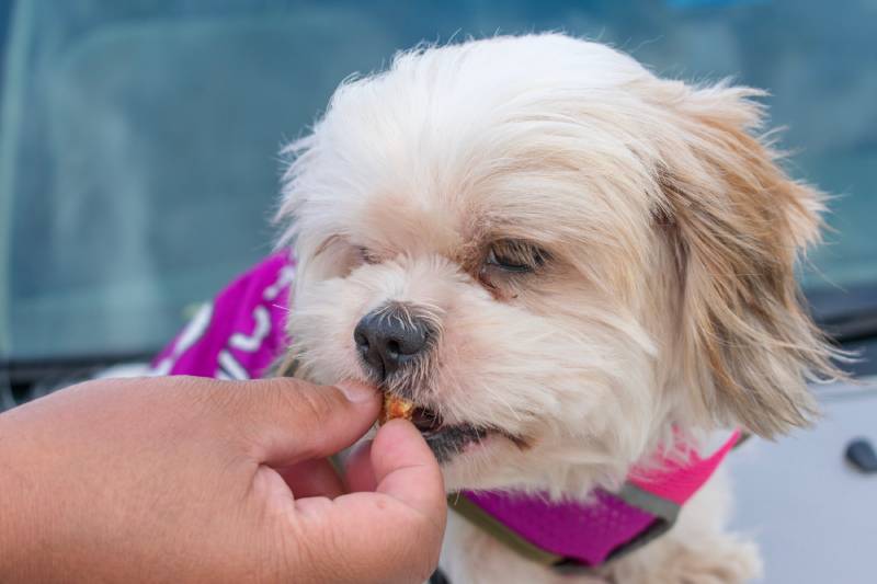 10 Vet-Verified Benefits of Eye Supplements for Dogs – Protecting Their Vision