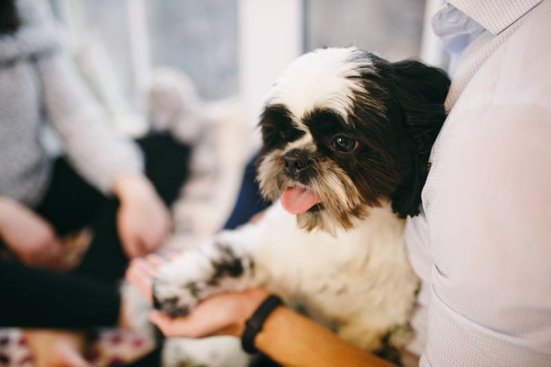 What to Do After a Dog Has a Seizure - 5 Crucial Steps (Vet Answer)