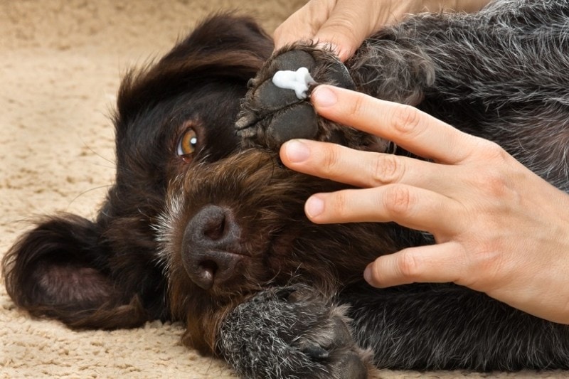 What Should I Do If My Dog Licked Triple Antibiotic Ointment? Vet-Approved Steps to Follow