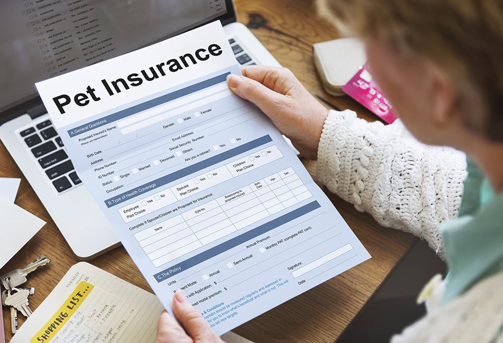 10 Best Pet Insurance Providers for Older Dogs - 2026 Reviews & Top Picks