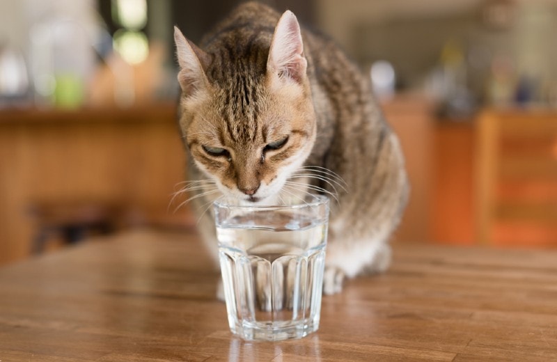 Why Does Your Cat Drink From Your Water Glass? 8 Vet-Verified Reasons