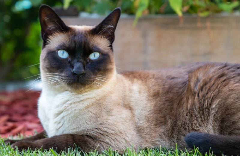 National Siamese Cat Day 2026: When It Is & How It's Celebrated