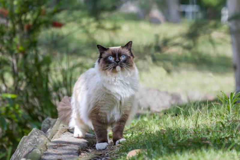 Why Do Ragdoll Cats Go Limp? Is It Genetics?