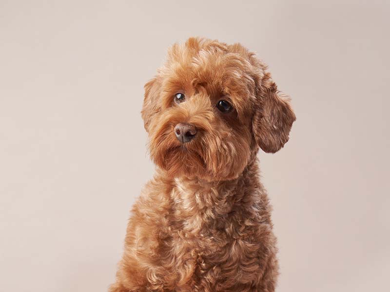 Red Maltipoo: Info, Pictures, Origin & History