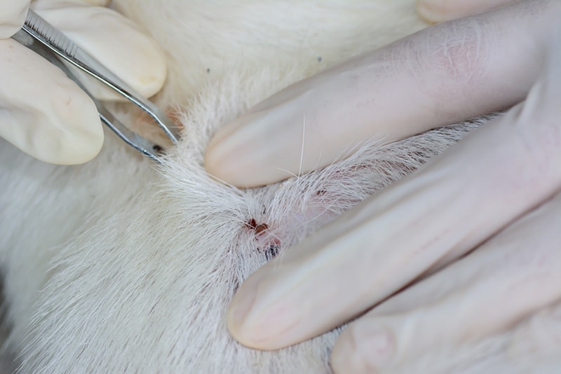 How to Remove a Dried Dead Tick From Your Dog in 7 Steps