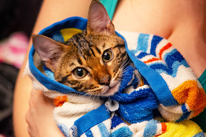 How to Restrain a Cat for Nail Clipping: Vet-Approved Step-by-Step Guide