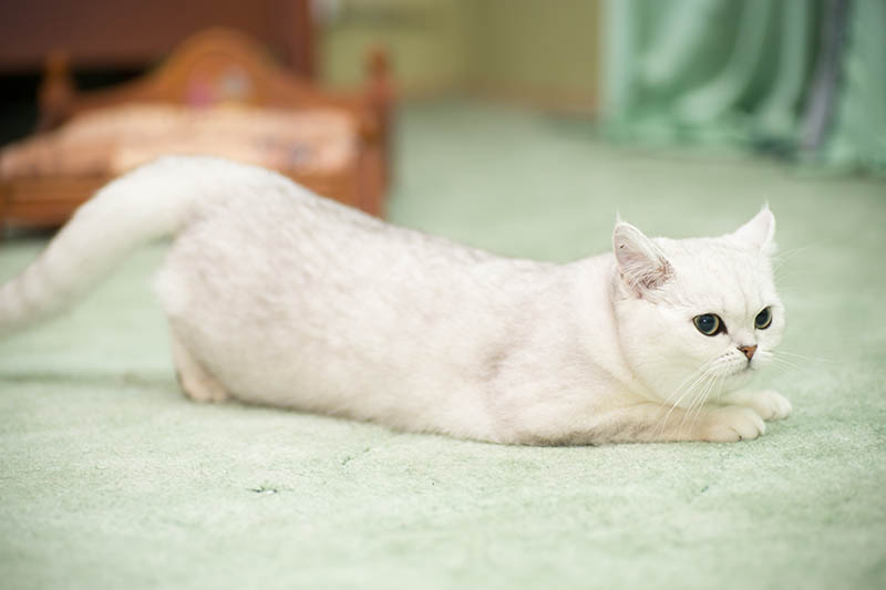 4 Reasons Why Your Cat is in Heat So Much — What Science Has to Say
