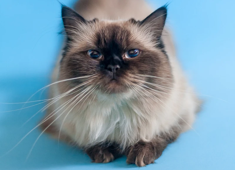 12 Incredible Ragdoll Cat Facts You Never Knew!