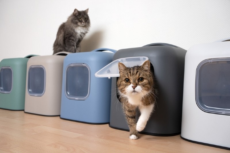Will Cats Share a Litter Box? Vet Reviewed Facts & FAQ