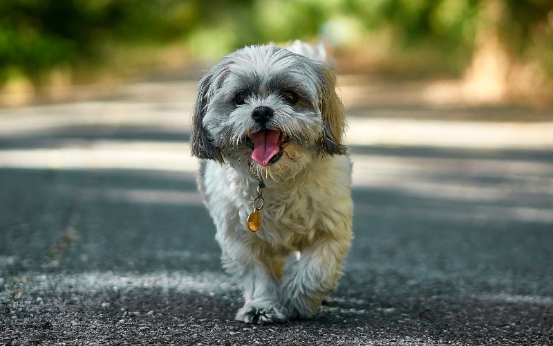 Why Do Dogs Stick Their Tongue Out? 8 Vet-Approved Possible Reasons