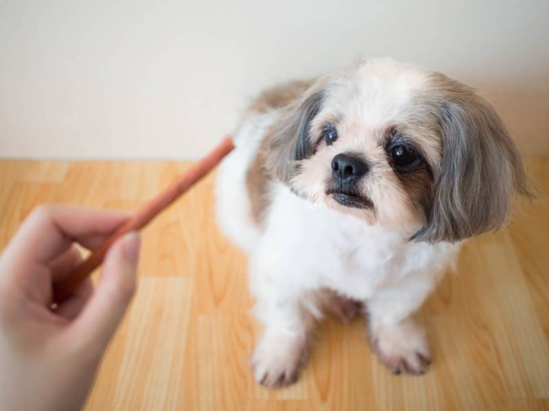 Do Dogs Have Object Permanence? Vet Reviewed Facts on Canine Psychology & Cognitive Abilities