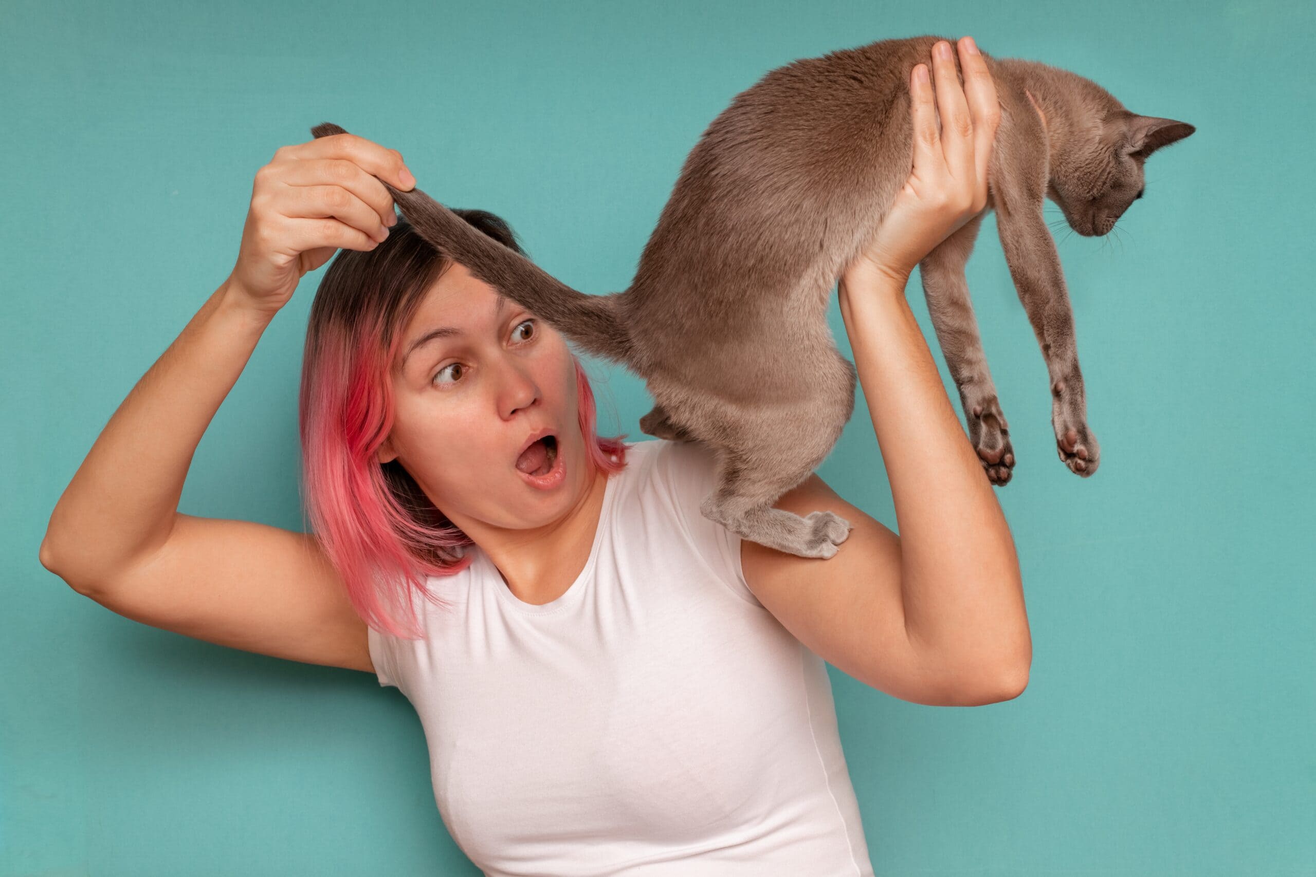 Why Your Cat’s Butt is Red: 6 Vet-Reviewed Reasons