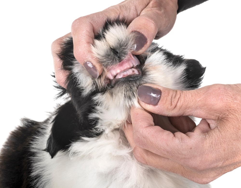 Why Are Puppy Teeth So Sharp? 3 Vet-Reviewed Reasons