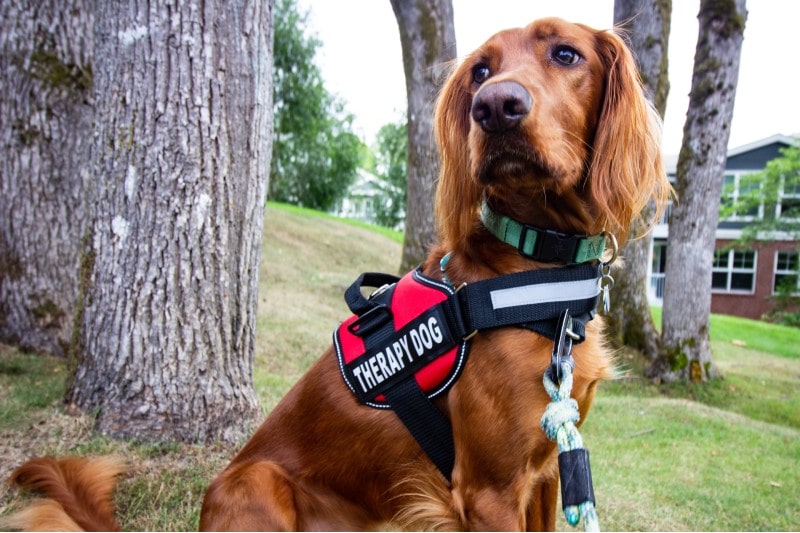 Do Therapy Dogs in Hospitals Help Patients? What Does Science Say