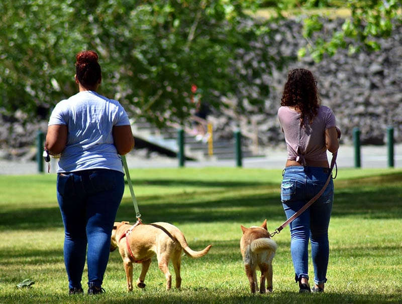 What Is the Cost of Dog Sitting & Dog Boarding in Canada? 2026 Price Guide