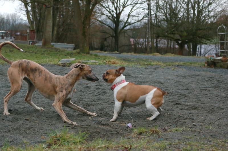 two dogs playing in the park