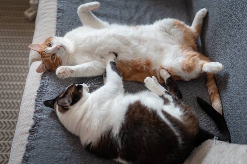 Do Two Male Cats Get Along Better Than Two Female Cats? Vet-Reviewed Facts