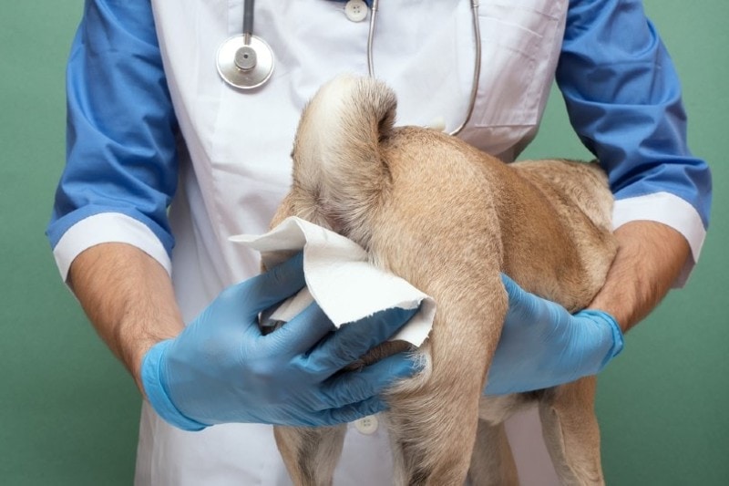 What Causes My Dog’s Anal Glands to Leak? Vet-Approved Reasons & FAQ