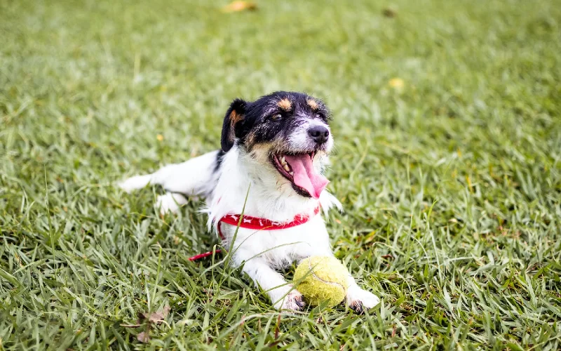 10 Amazing Off-Leash Dog Parks in Baltimore, MD in 2026