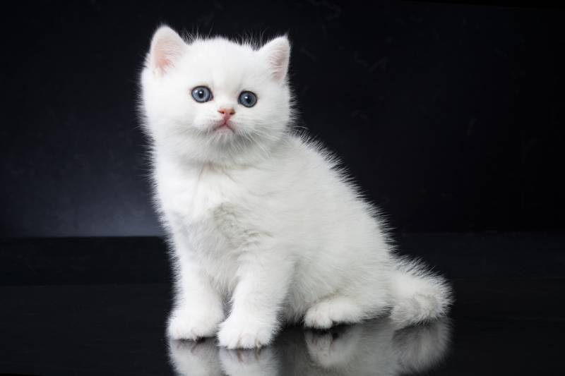 When Does a Kitten's Eyes Change Color? Vet-Verified Feline Anatomy Facts & FAQ