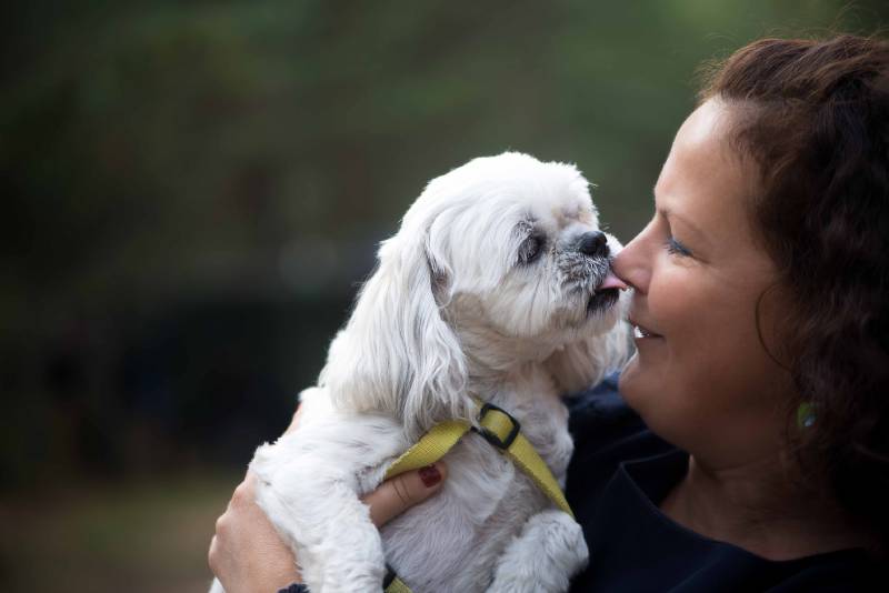 How to Communicate With a Deaf Dog: 8 Vet-Approved Tips & Tricks