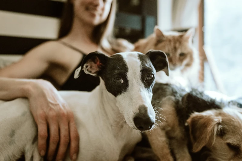 Be Kind to Animals Week 2026: When It Is & How to Celebrate