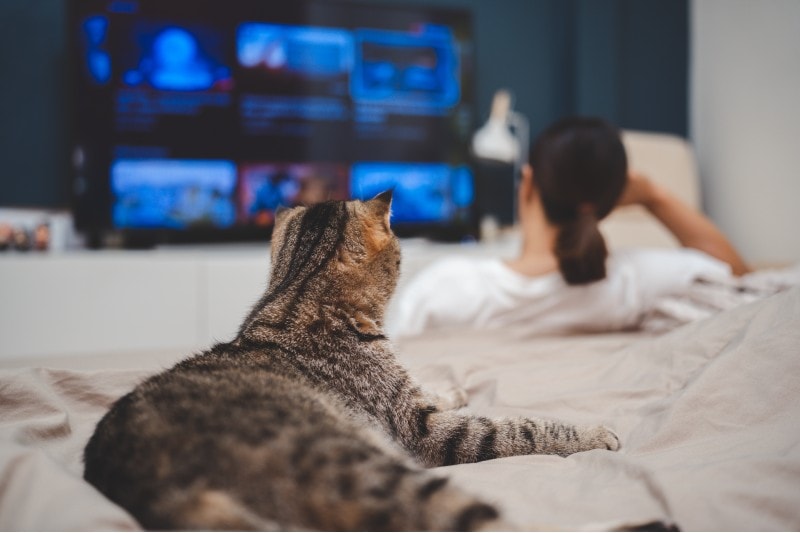 women and a cat are sitting in the bedroom watching TV online together
