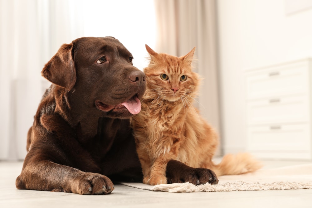 Pet-Friendly Hotel Etiquette: 10 Rules for a Well-Behaved Pet